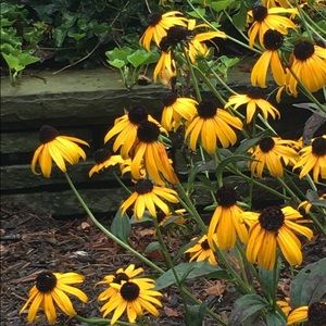 Meet your Posher, Tessa